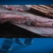 Охота Видео Профессиональная Охота В Западной Сибири