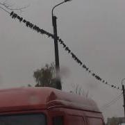Голубиный Флеш Моб