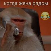 Обезьяны В Телефоне Прикол