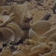 Нежная Красивая Музыка Красного Моря
