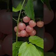 Pink Cherries