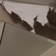 Кот Залез В Натяжной Потолок