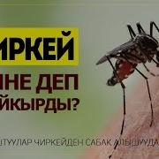 Бейиш Нуру Айланага Көз Чаптырып Көр