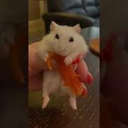 Можно Только Супчик Сушечки Печеньки