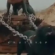Воют Волки А Мусоров На Елки