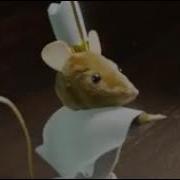 Дориме Из Тик Тока