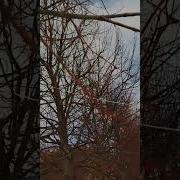 Я Ворую Лошадей Ты Воруешь Сани