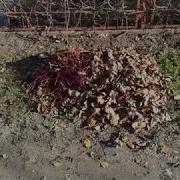 И Снва Осень Зажжет Свои Листья