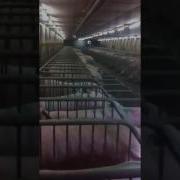 Дрессированные Свиньи Видео Прикол Позакрывалы Пыздакы