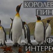 Королевские Пингвины
