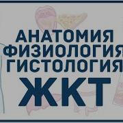 Жкт Анатомия