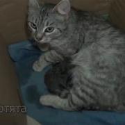Котята Сосут Соски