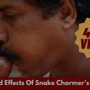 Snake Charmer S Music