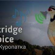 Каклик Шикори Ептири