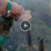Рыбки Едят Из Рук В Красном Море