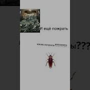 Измена Меме