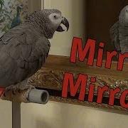 Mirror Mirror On The Wall Who Is The Greyest Of Them All