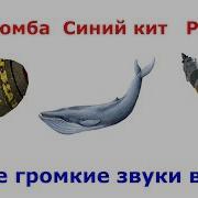 Самый Шумный Звук В Мире