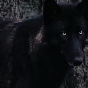 Black Wolf