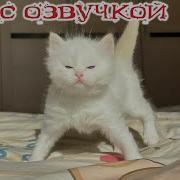 Клипы С Собаками