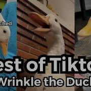 Duck Tiktok