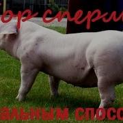 Взятие Спермы У Хряка Boar Semen Collection