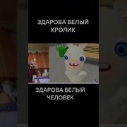 Привет Белый Кролик А Почему Ты Белый