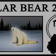 Polar Bear 2026 Ai