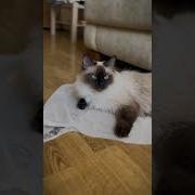 Если Тебя Что То Не Устраивает Заверни Меня В Пакет