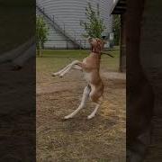 Прикол Девушка И Конь