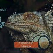 Дуйко Очищение Энергококона