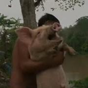 Pig Screaming