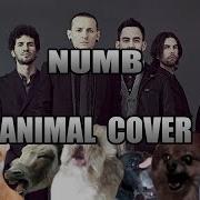 Linkin Park Numb Animal Cover