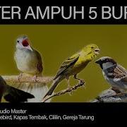 Master Burung Full Tembakan Kenari Lovebird Kapas Tembak Cililin