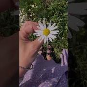 Рингтон И Мечты Ну Конечно Сбываются