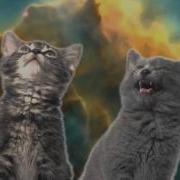 Крутой Клип Про Котят Space Cats Magic Fly