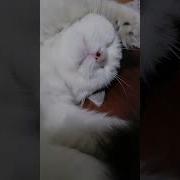 Я Просто Лежу С Закрытыми Глазами