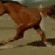 10 Часов Лошадь На Двух Ногах 10 Hours Retarded Running Horse