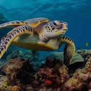 12 Часов Потрясающей Релакс Музыка