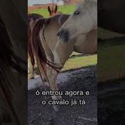 Cruzando Cavalo Com Égua