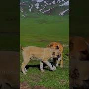 Ватан Бихишти Ман Tajikistan Таджикистан Природа