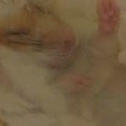 Медитация Для Хомяка