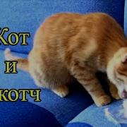 Кот И Скотч
