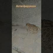 Бака Бака Бака Бак Балчак