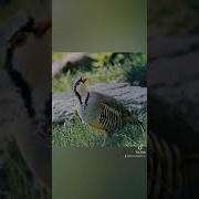 Голос Каклика Для Охоти