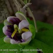 Больше Всех Я Люблю Мамочку Мою Песня