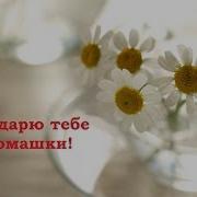 Я Дарю Тебе Ромашки Красивые Стихи