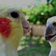 Don T Worry Be Happy Whistle Practice Cockatiel Bird Sings