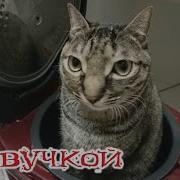 Ютуб Видео Приколы С Котами Кот Серун Ютуб