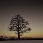 The Lonely Tree Slowed Reverb